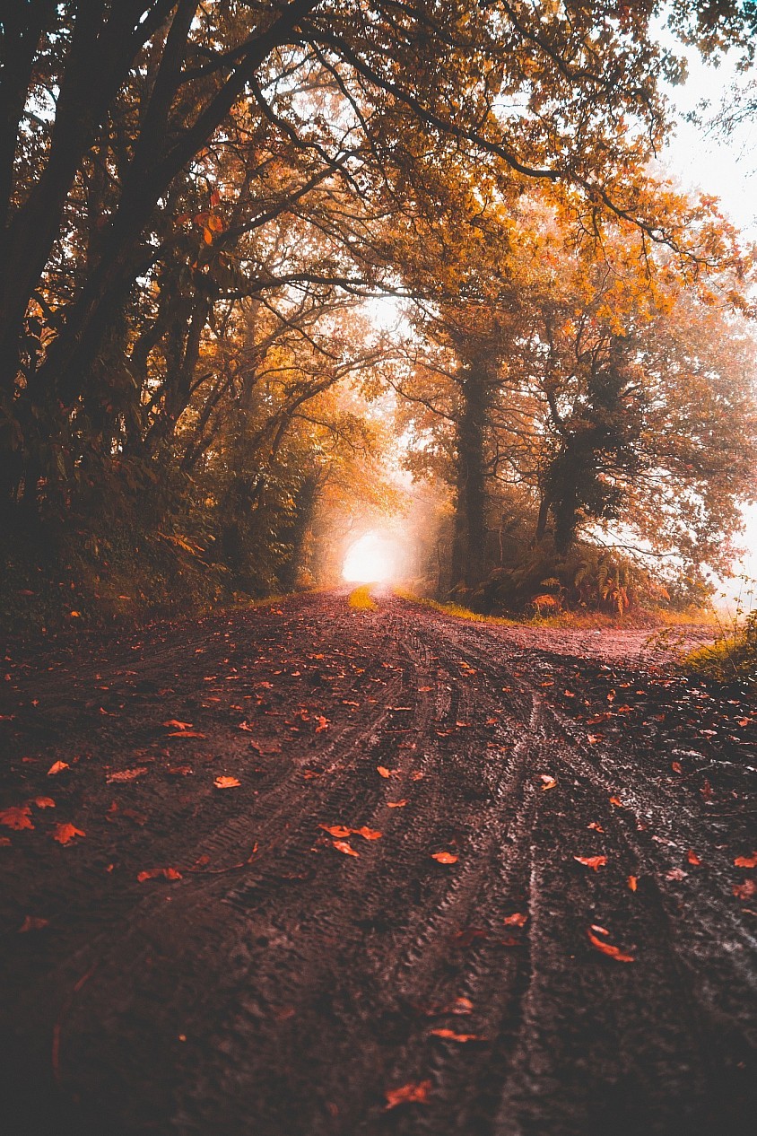 herbstpoetin blog, Herbst, autumn, Vergänglichkeit, gedanken, die Zeit, herbststimmung, melancholie, Natur, Wald, Bäume, Laub, der Weg, untergehenden Sonne, licht