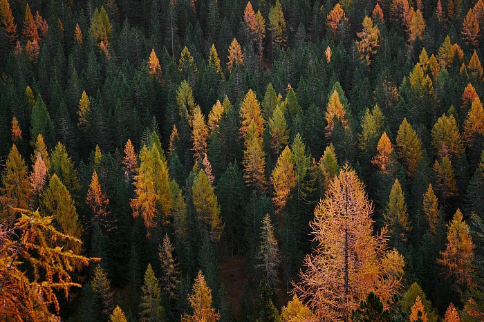 herbstpoetin blog, herbststimmung, melancholie, Bäume, Wald, herbstliche Farben, Natur, naturephotography